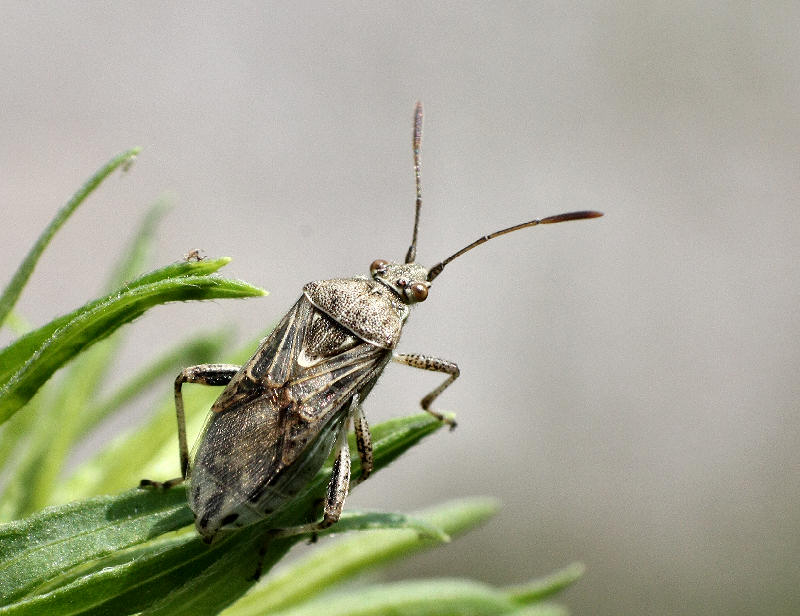 Rhopalidae: Stictopleurus gr. punctatonervosus/crassicornis